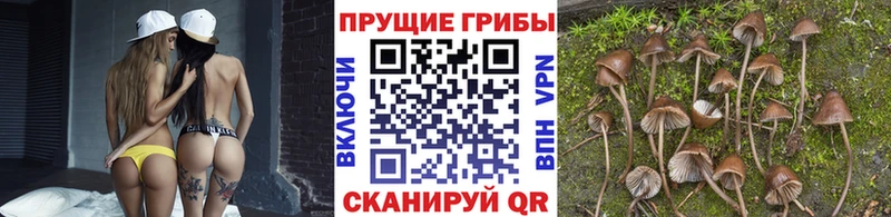 хочу Туймазы Псилоцибиновые грибы прущие грибы